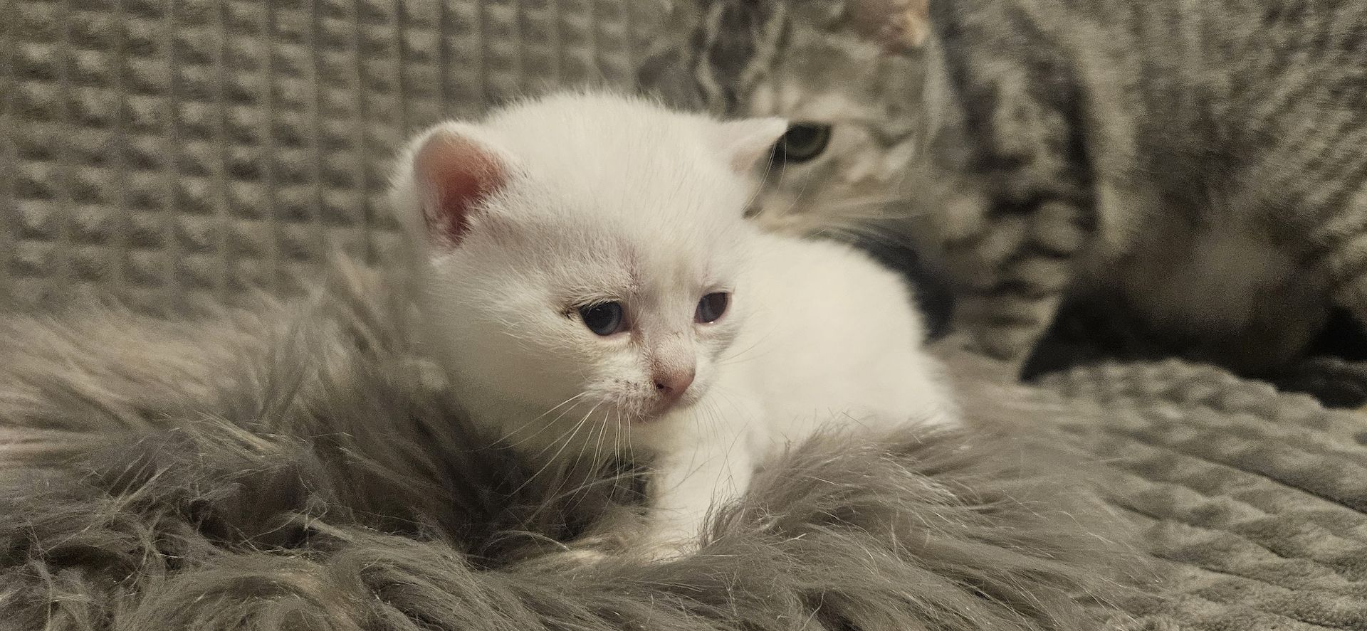 Britisch kurzhaar Kätzchen