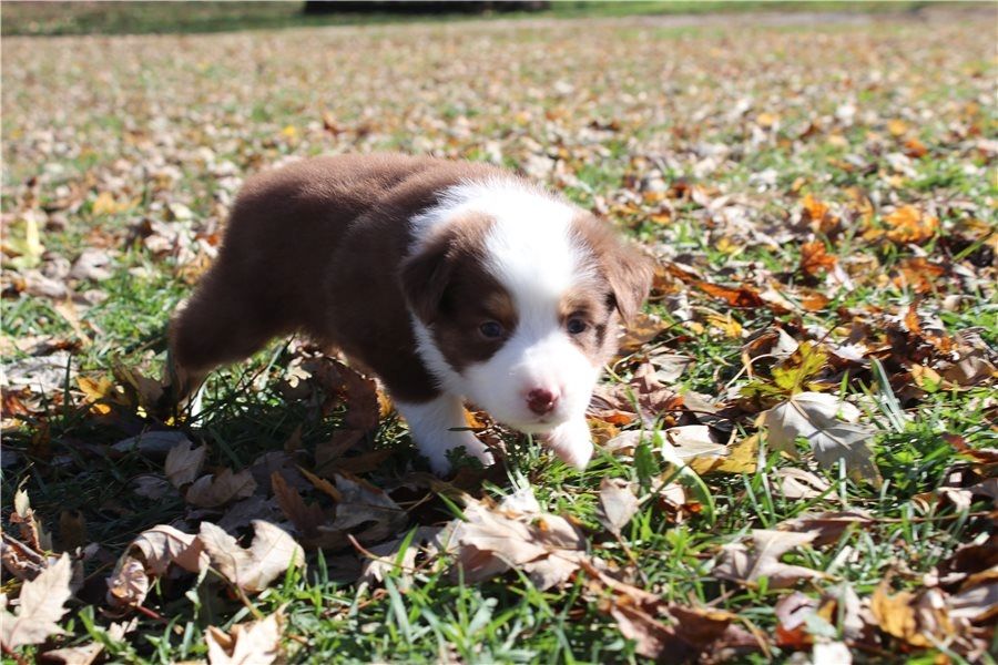 Australische Schäferhundwelpen zu verkaufen.