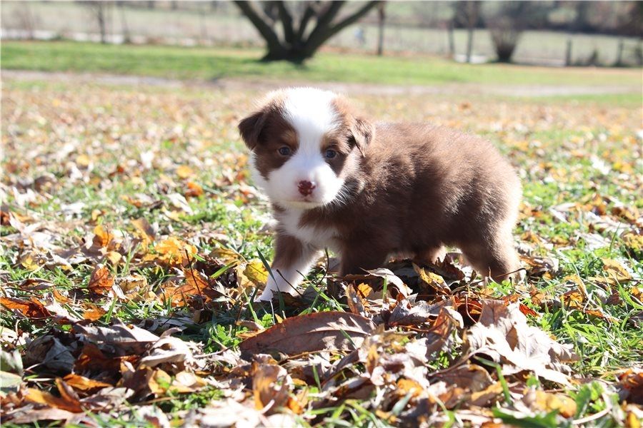 Australische Schäferhundwelpen zu verkaufen.