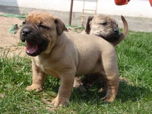 Boerboel-Welpen zu vermitteln.