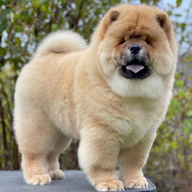 Chow-Chow-Welpen zu verkaufen.