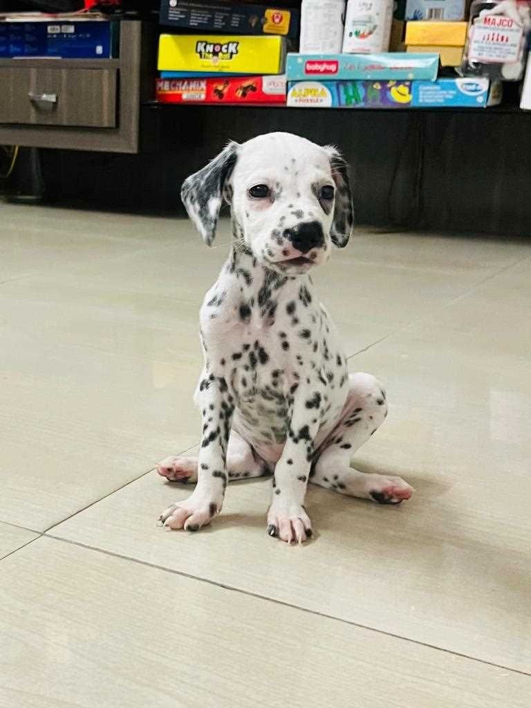 Dalmatiner welpen zu verkaufen.