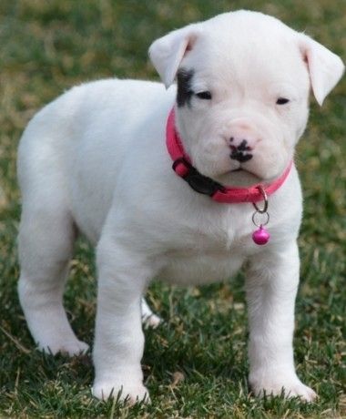 Dogo Argentino Welpen abzugeben.