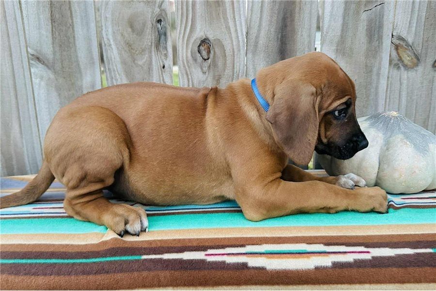 Rhodesian Ridgeback Welpen zu verkaufen.
