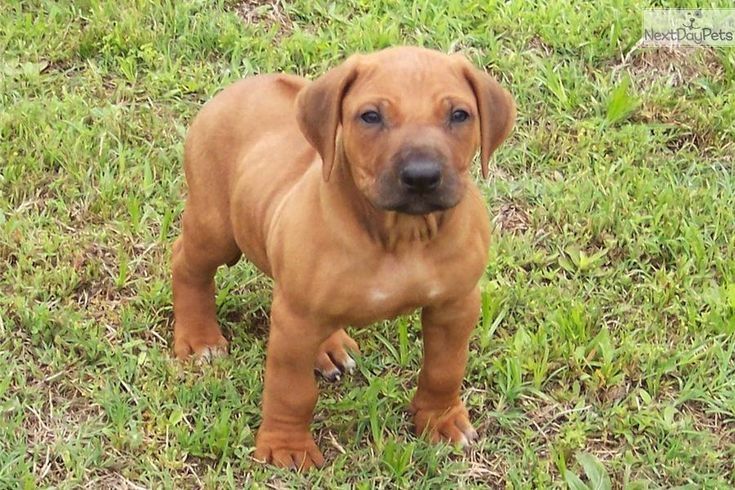 Rhodesian Ridgeback Welpen zu verkaufen.