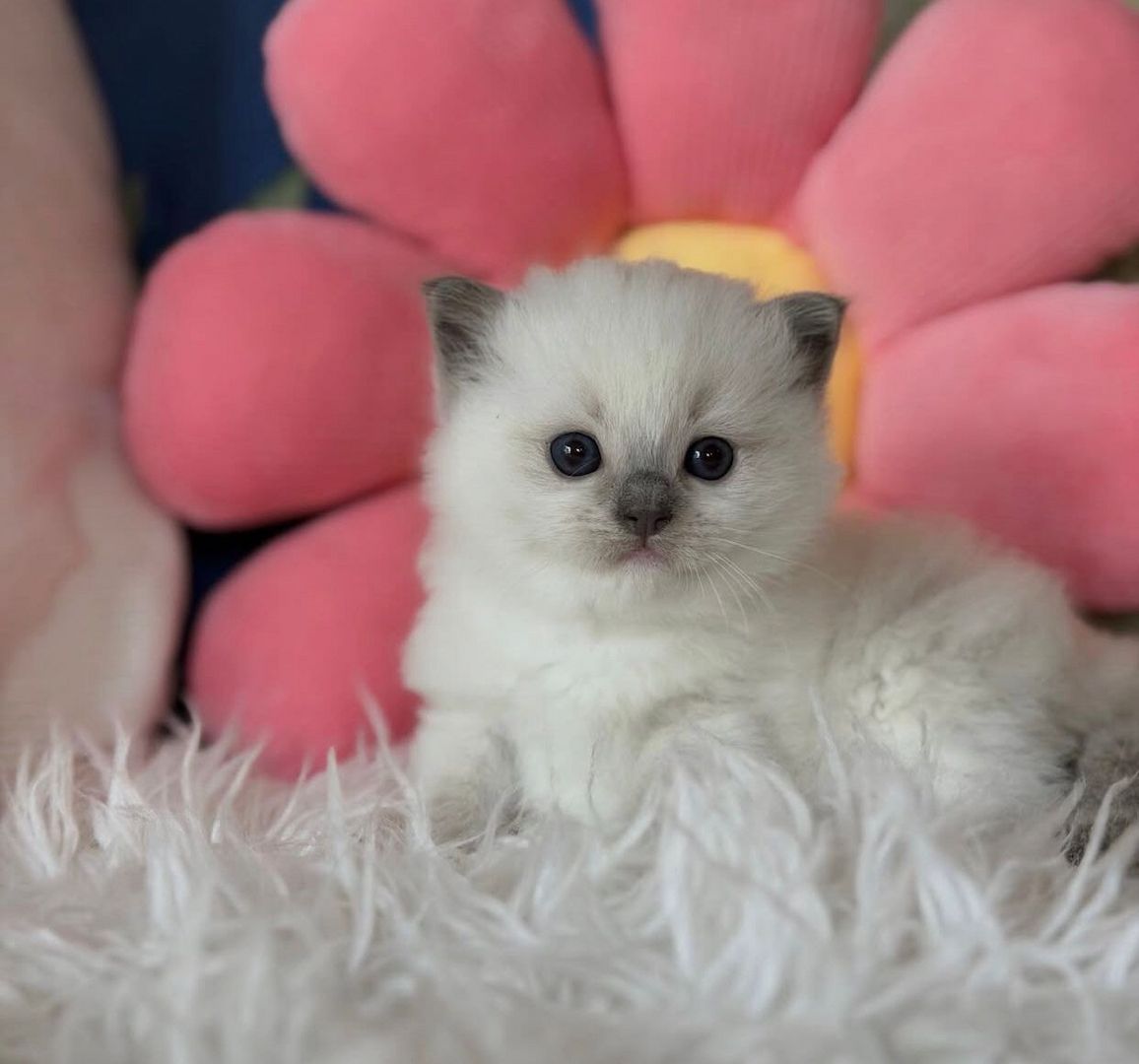 Reinrassige Ragdoll-Kätzchen