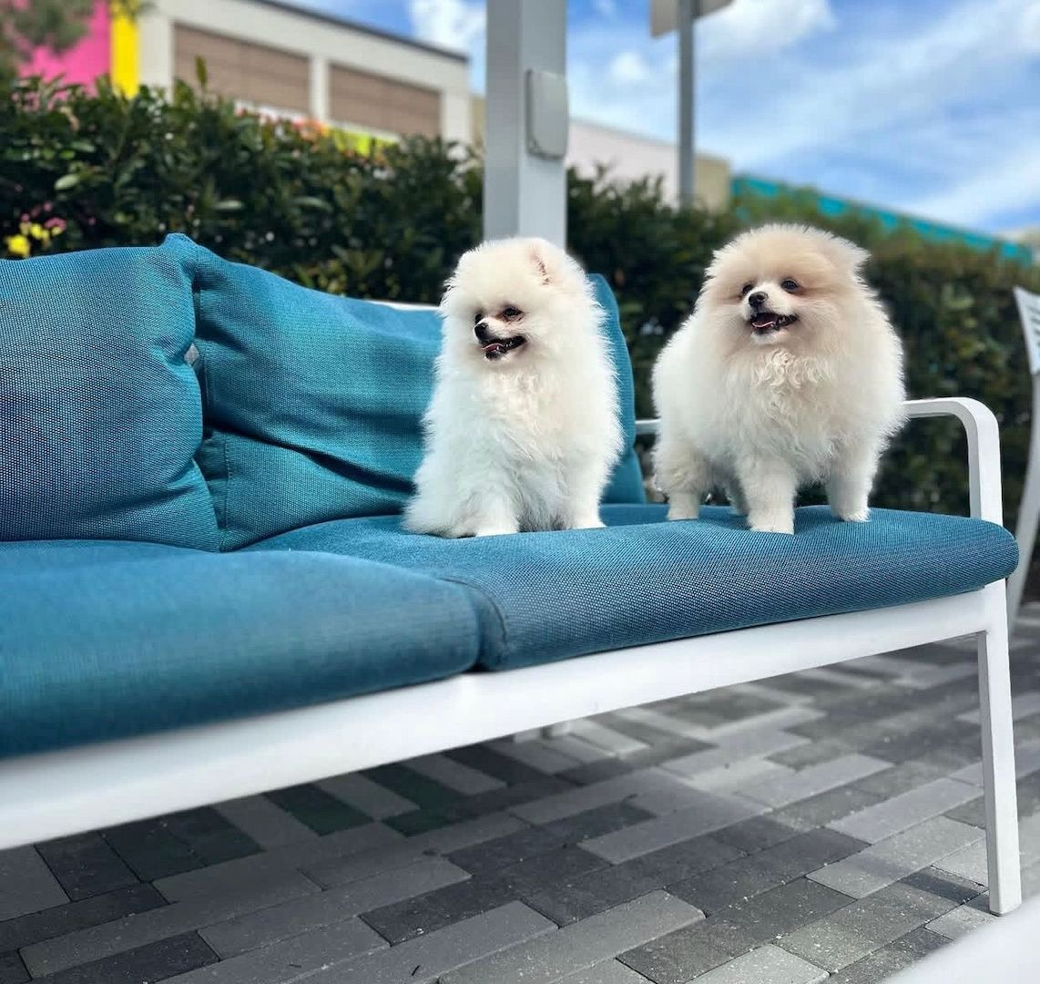 A2 Pomeranian Welpen abzugeben