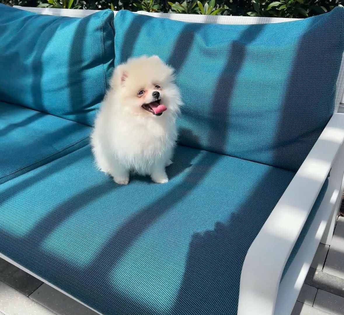 A2 Pomeranian Welpen abzugeben