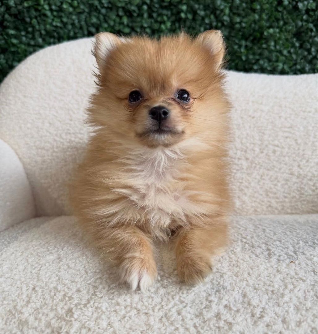 Super Pomeranian Welpen abzugeben