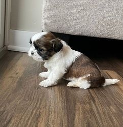 Shih Tzu-Hündin sucht neues Zuhause