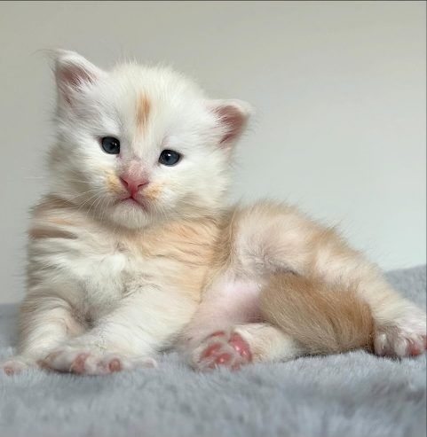 Verkaufe mein Maine-Coon-Kätzchen