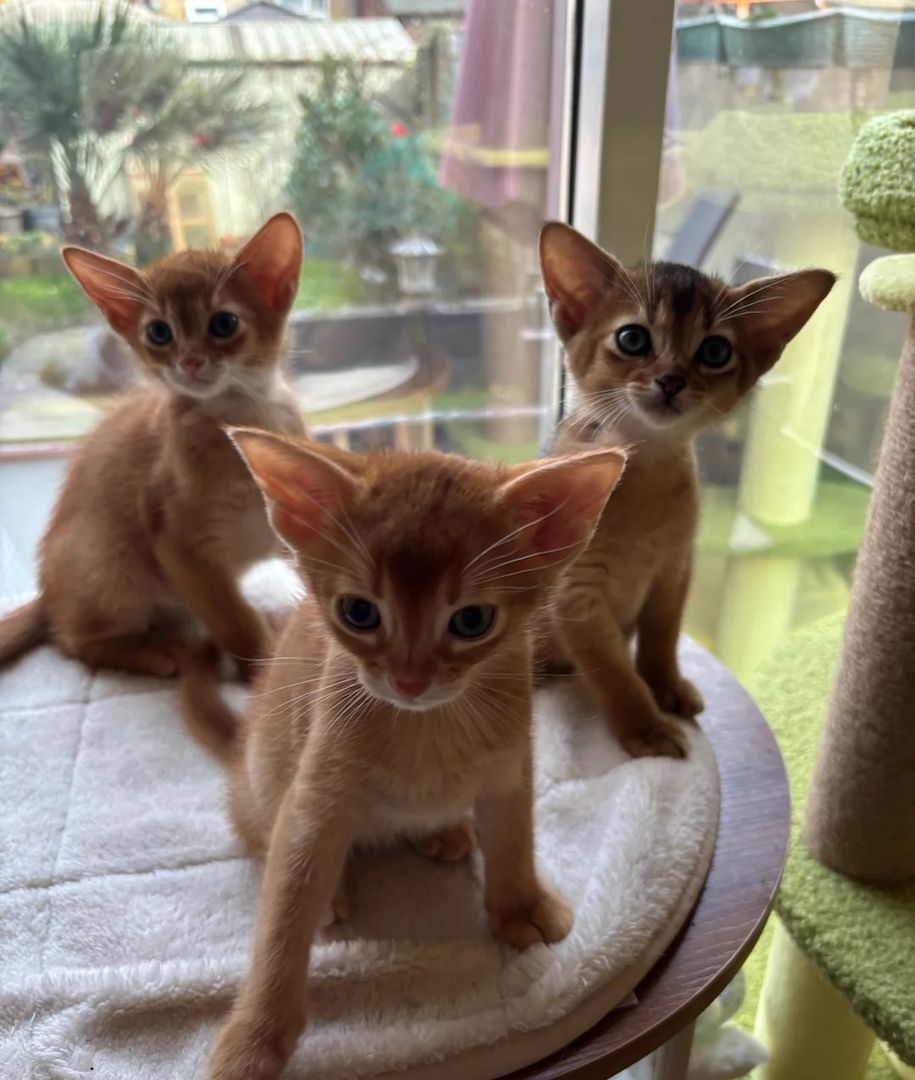 Abessinierkätzchen, 3 Wochen alt