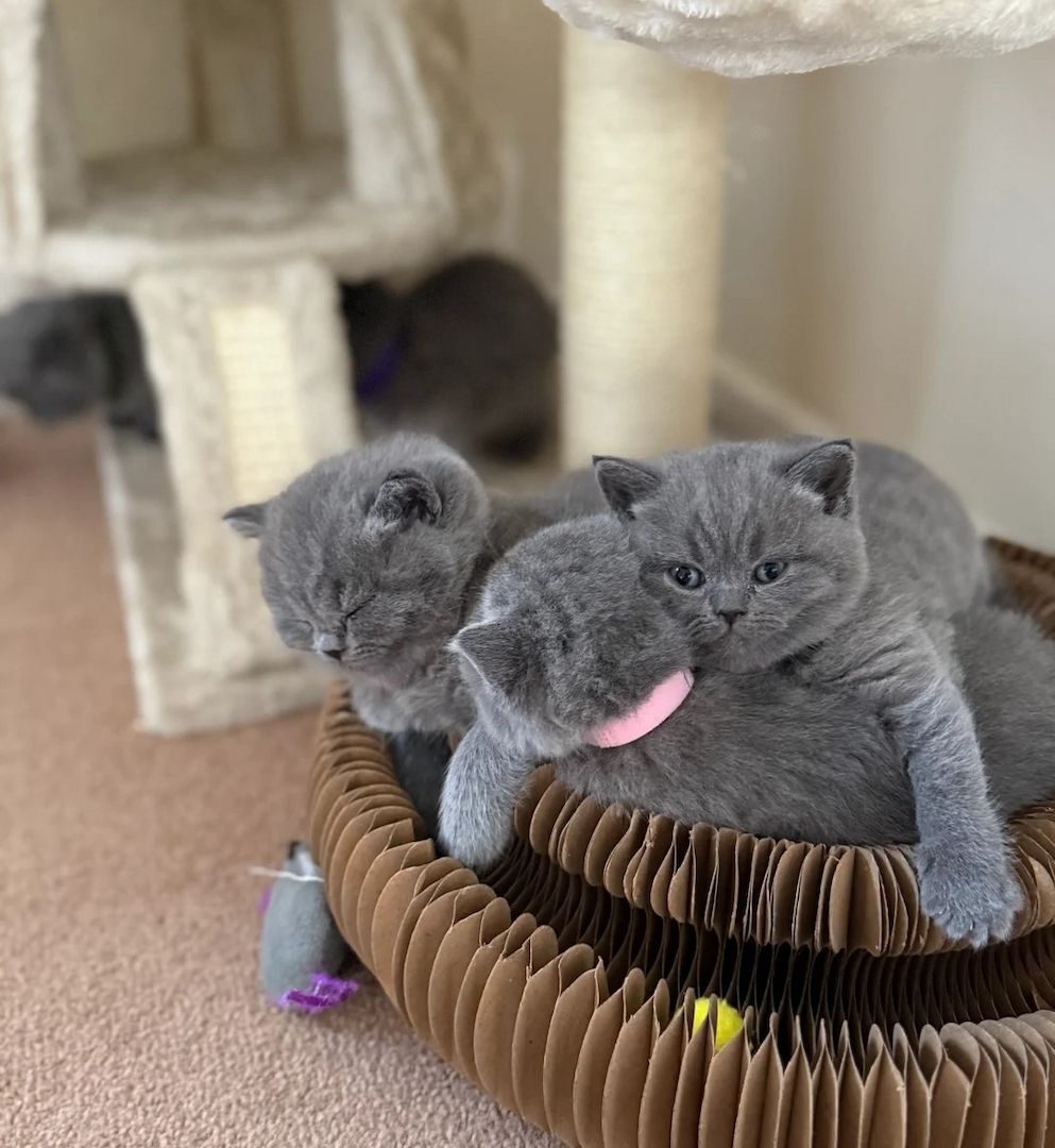 Britisch Kurzhaar-Kätzchen