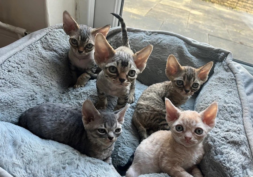Devon Rex-Kätzchen