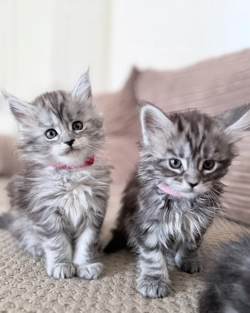 🐾 Wunderschöne Maine-Coon-Kätzchen 🐾