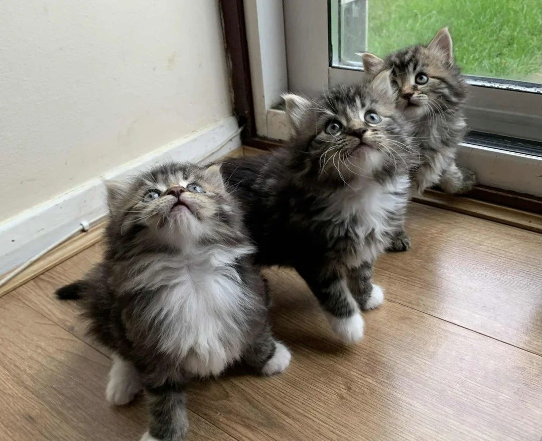 Wunderschöne Norwegische Waldkatzen suchen ein neues Zuhause