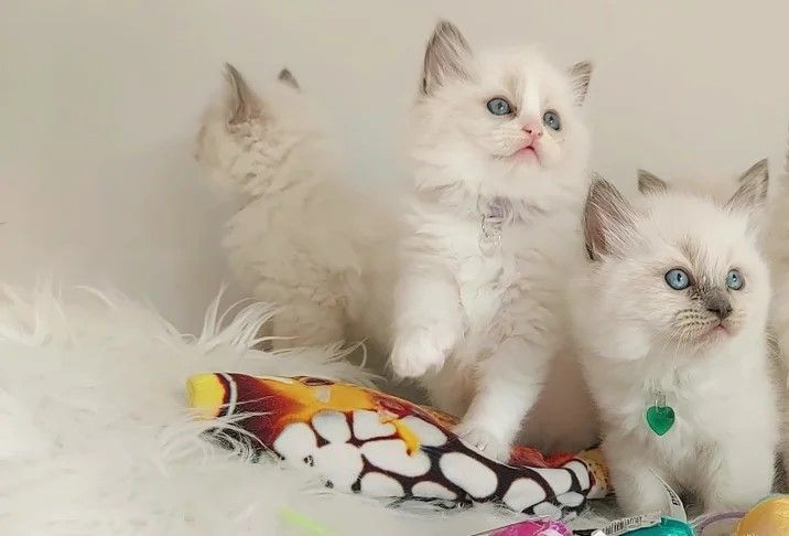 Wunderschöne Ragdoll-Kätzchen abzugeben.