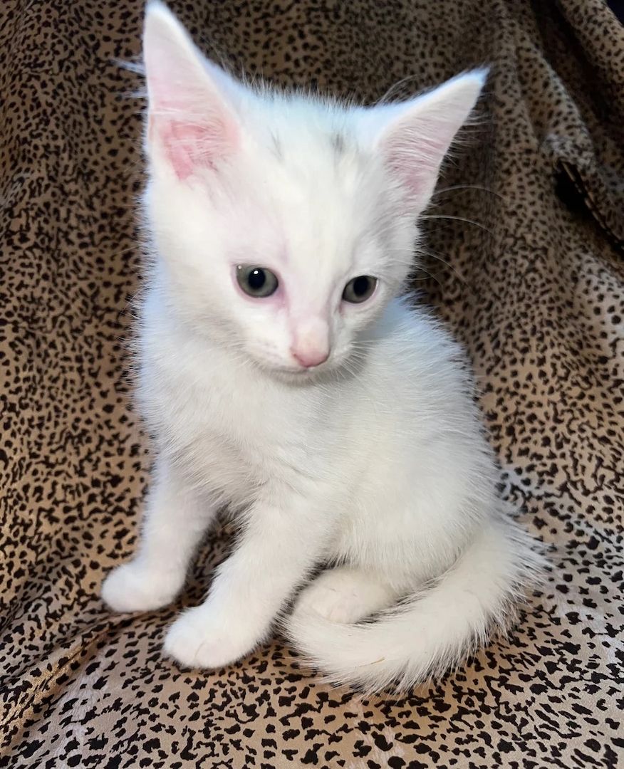 Türkisch Angora weiße Kätzchen