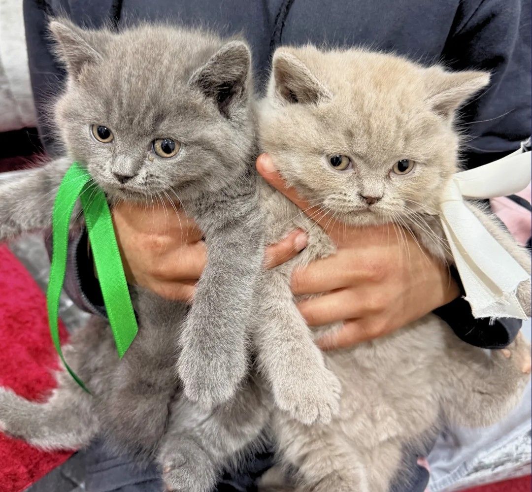 wunderschöne Britisch Kurzhaar-Kätzchen