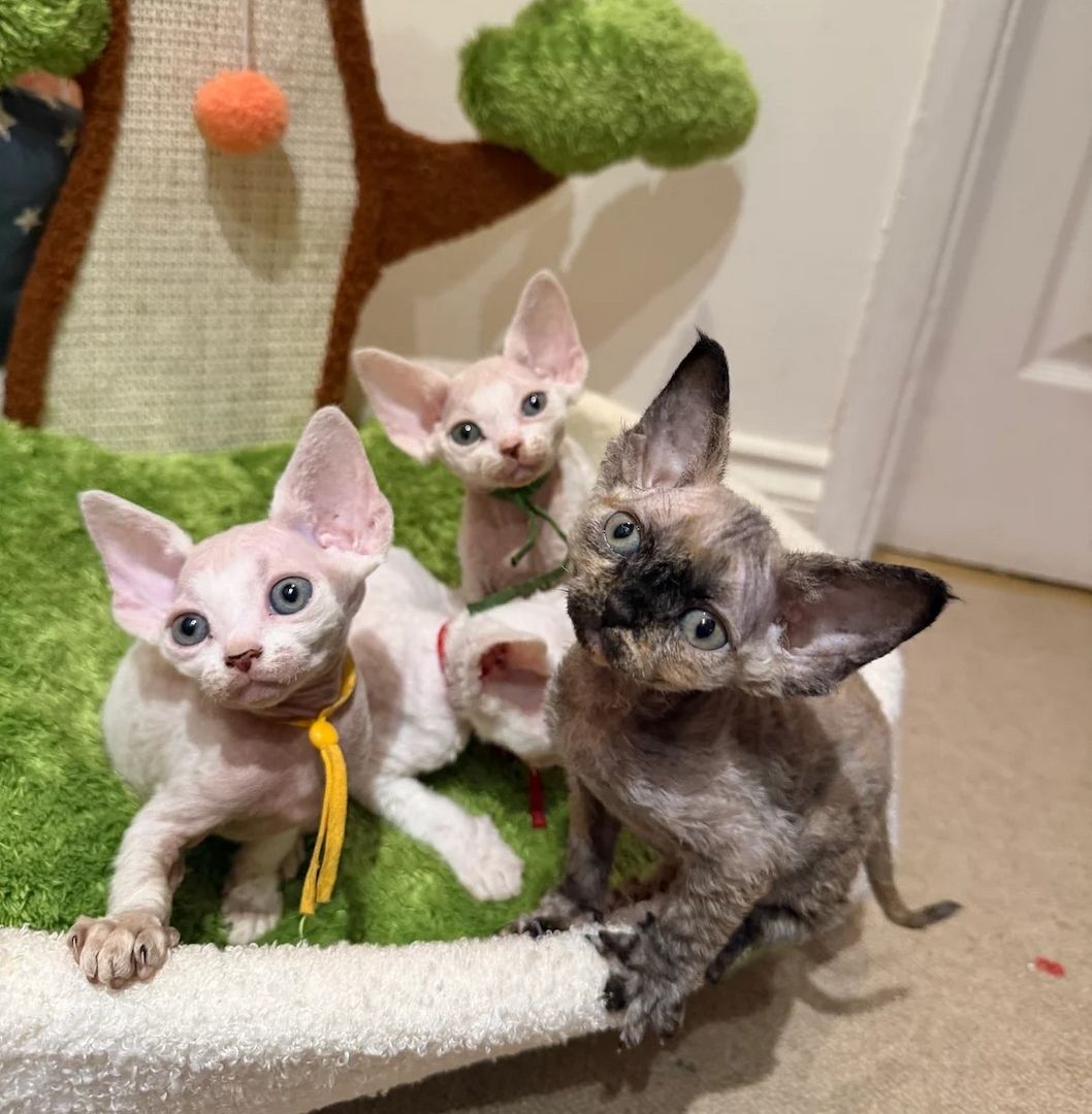 Devon Rex-Kätzchen verfügbar