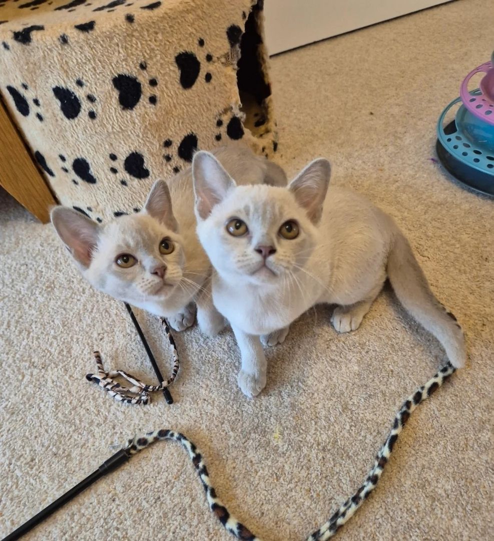 Burma-Kätzchen sucht ein liebevolles Zuhause