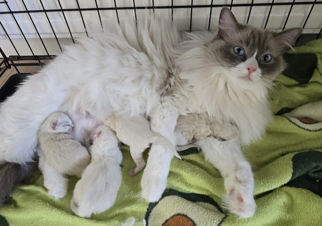 wunderschöne Ragdoll-Katze