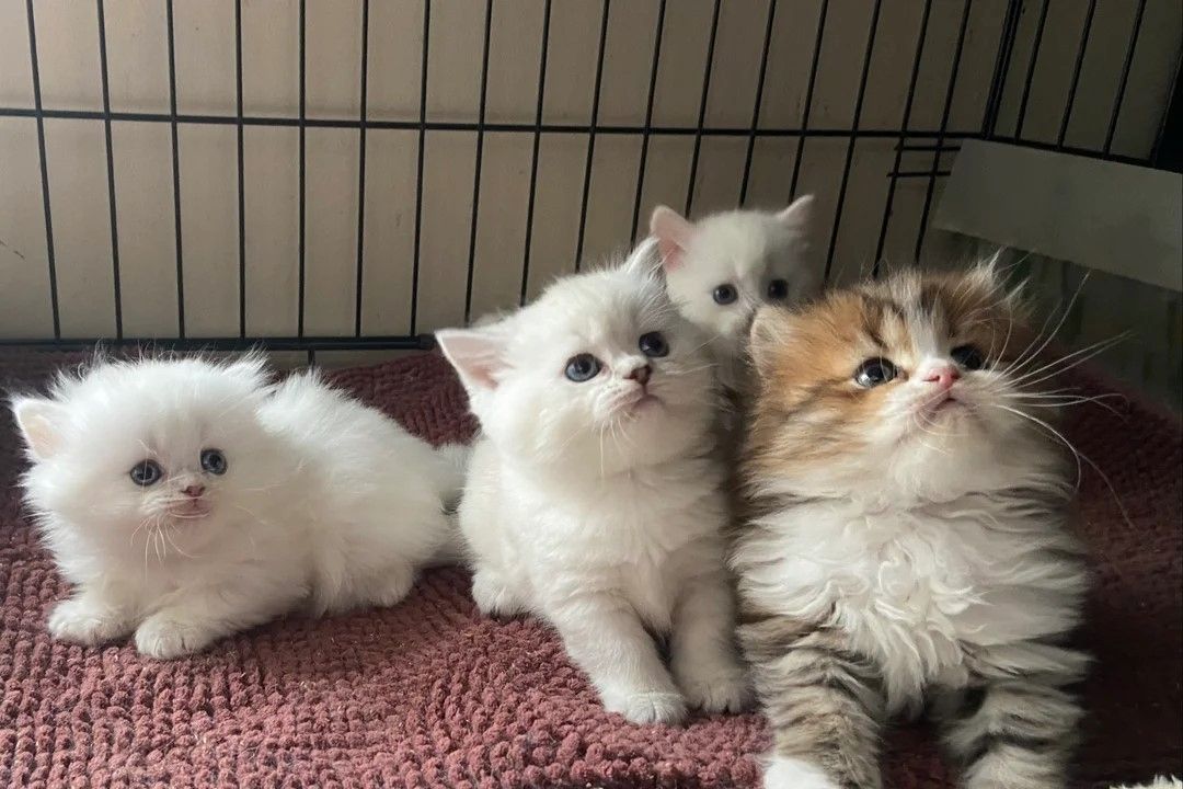 Munchkin-Kätzchen (7 Wochen alt)