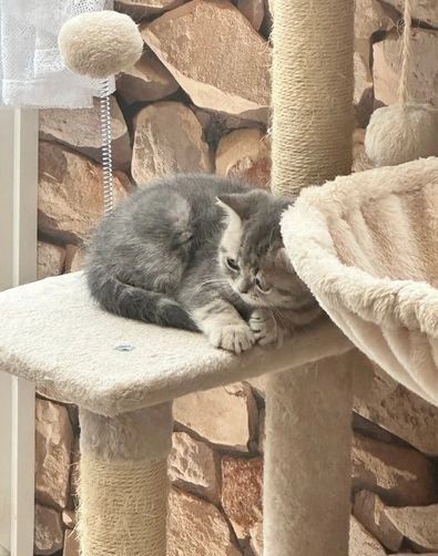 Britisch Kurzhaar-Kätzchen für ein liebevolles Zuhause