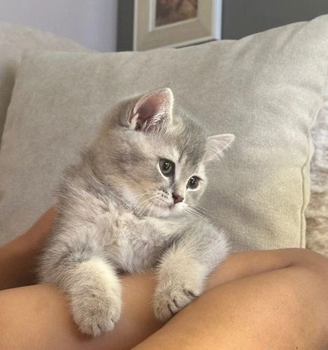 Britisch Kurzhaar-Kätzchen für ein liebevolles Zuhause