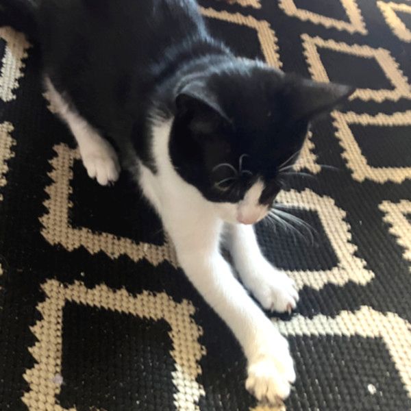 NOFRETETE - auch einäugig schön