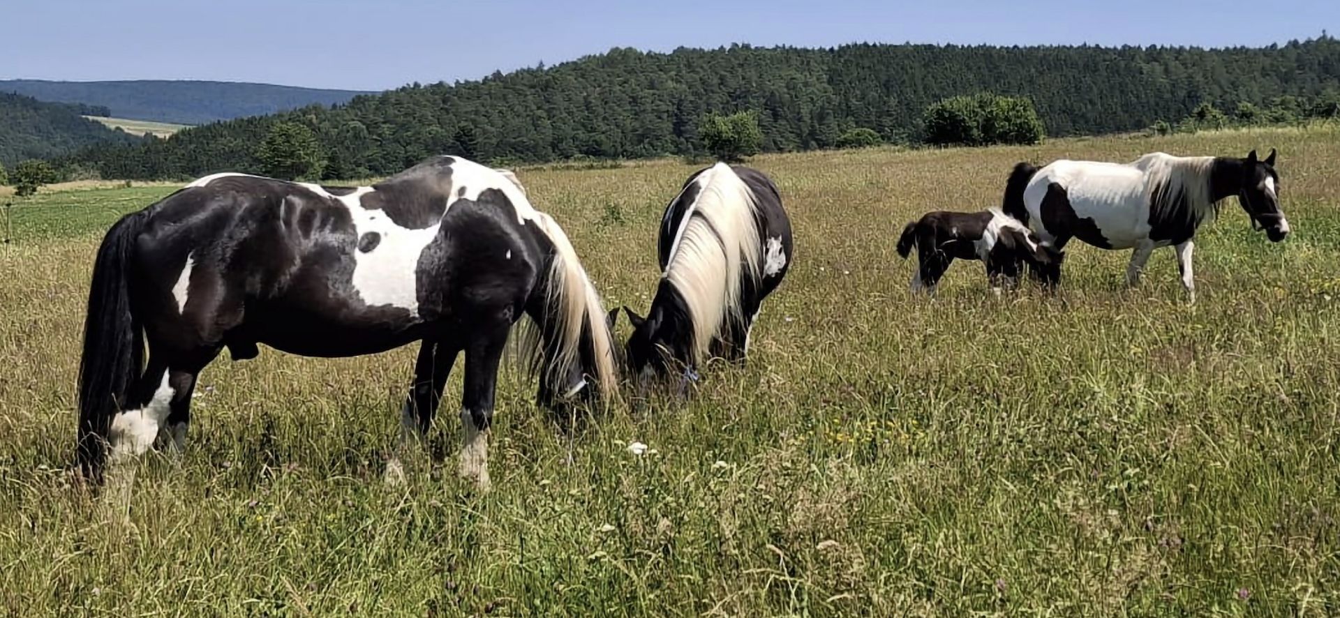 Barockpinto, Pinto, Pferd, Fohlen, Hengst