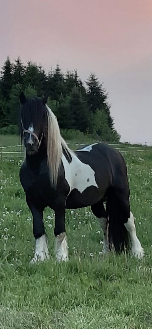 Barockpinto, Pinto, Pferd, Fohlen, Hengst