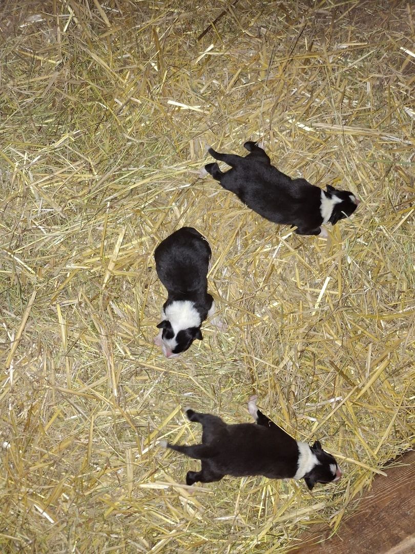 TOP Border Collie Welpen vom Border-Valley