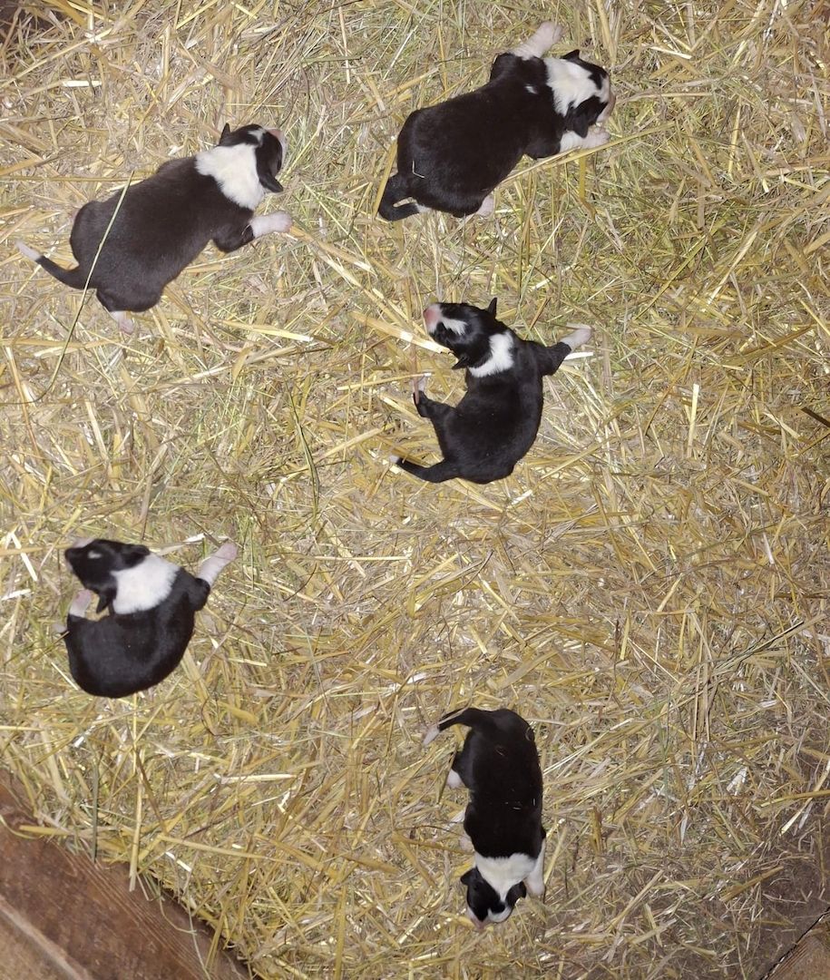 TOP Border Collie Welpen vom Border-Valley