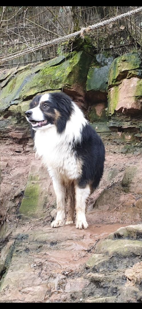 TOP Border Collie Welpen vom Border-Valley