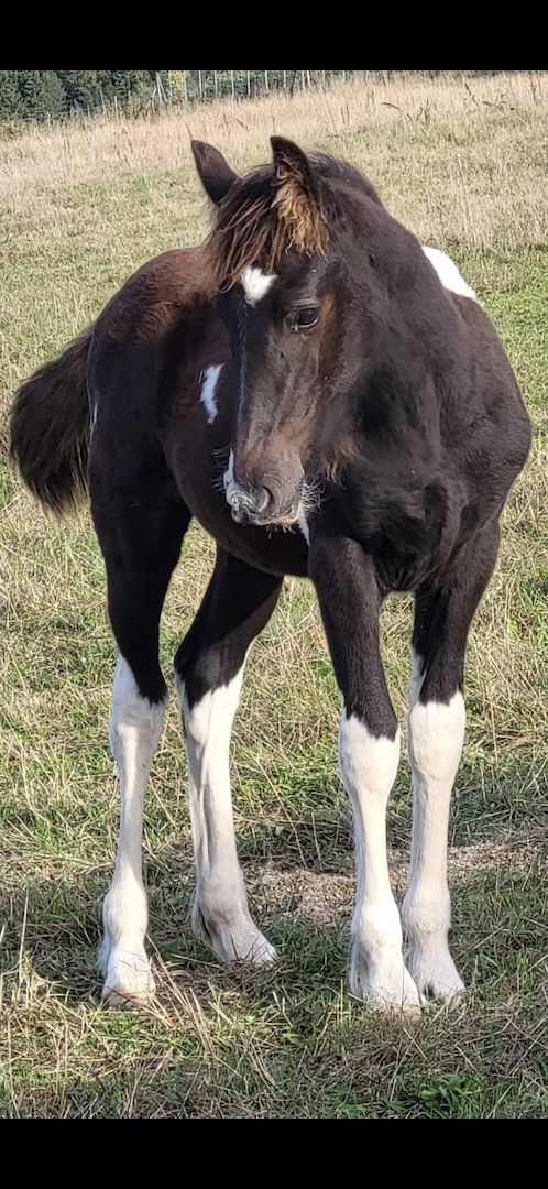 Barockpinto, Pinto, Pferd, Fohlen, Hengst