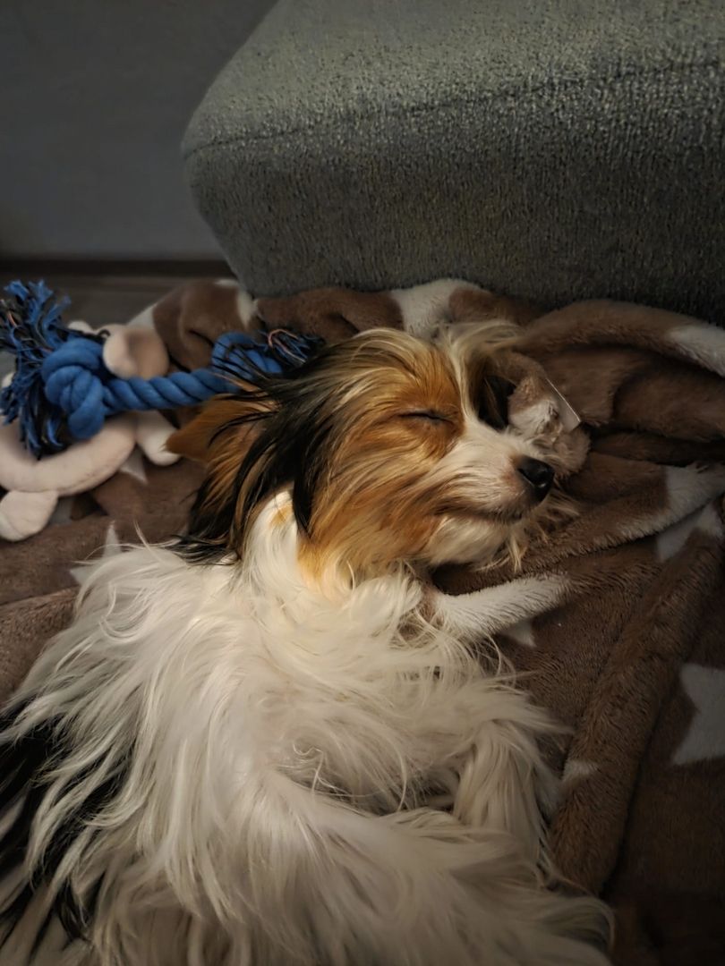 Traumhafter Biewer Yorkshire Terrier - geimpft & gesund