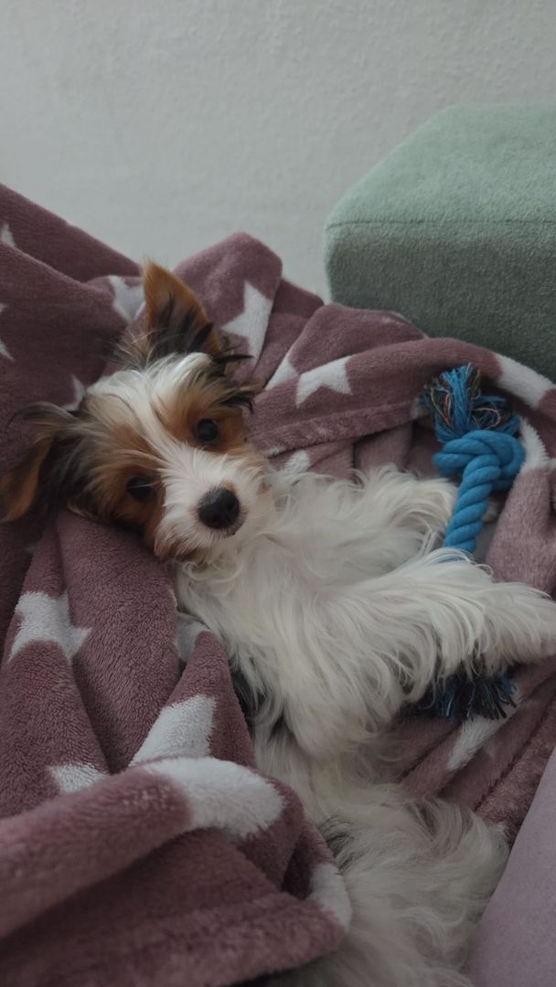 Traumhafter Biewer Yorkshire Terrier - geimpft & gesund