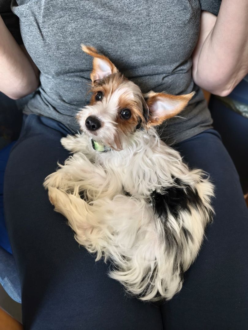 Traumhafter Biewer Yorkshire Terrier - geimpft & gesund