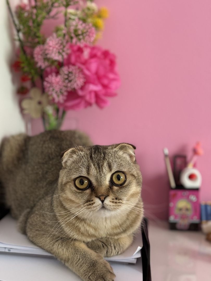 Katze zu verschenken 