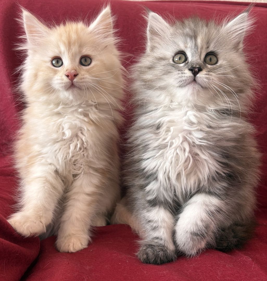 Maine Coon kitten