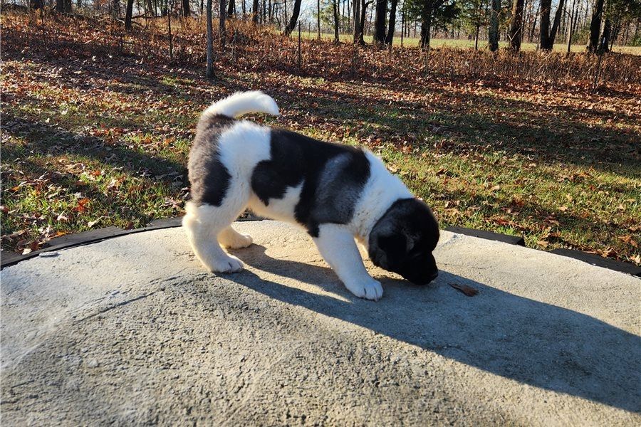 Wunderschöne Akita-Inu-Welpen.