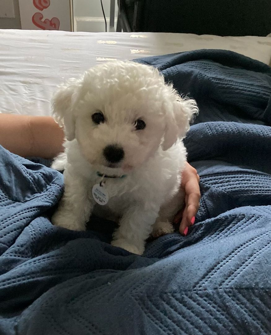 Gesunde Bichon-Frisé-Welpen.