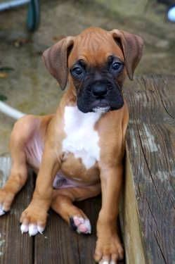 Wunderschöne Boxer welpen.