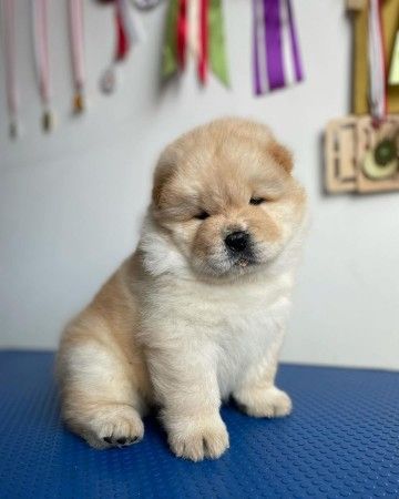 Gut erzogene Chow-Chow-Welpen.