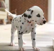 Gut erzogene Dalmatiner welpen.