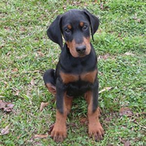 Gut erzogene Dobermann-Welpen.
