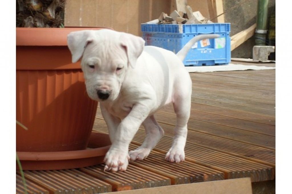 Gut erzogene Dogo-Argentino-Welpen.
