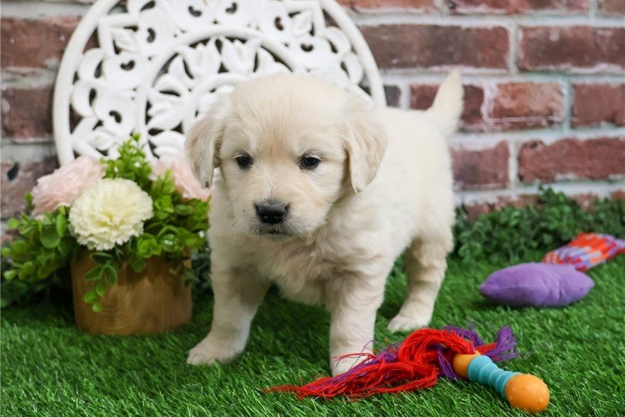 Niedliche Golden-Retriever-Welpen.
