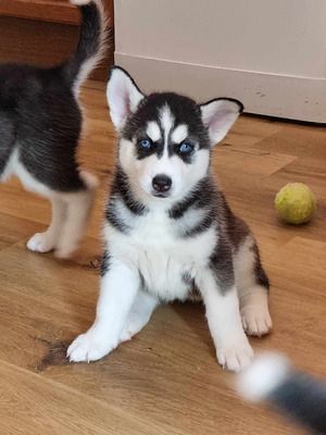 Niedliche Siberian Husky Welpen.